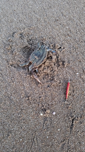 ワタリガニの釣果