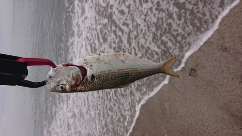 釣果