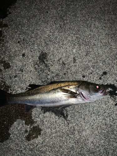 セイゴ（マルスズキ）の釣果