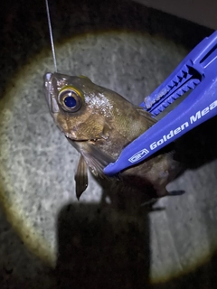 メバルの釣果