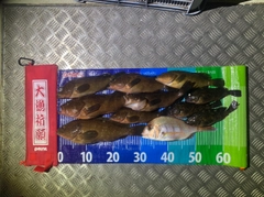 アコウの釣果