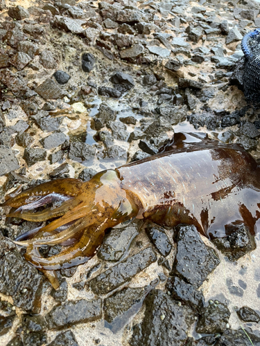 アオリイカの釣果