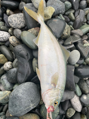 ワカシの釣果