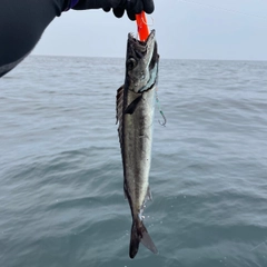 クロシビカマスの釣果