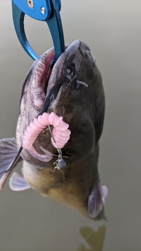 アメリカナマズの釣果