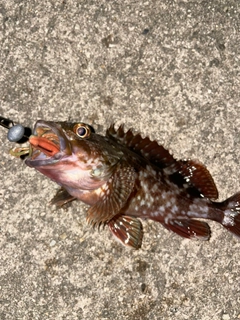 カサゴの釣果