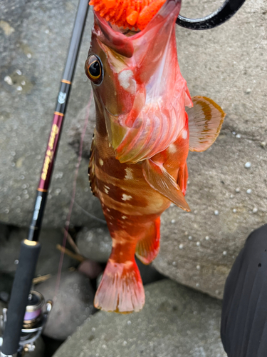 アカハタの釣果