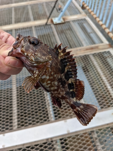 カサゴの釣果