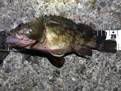 カサゴの釣果