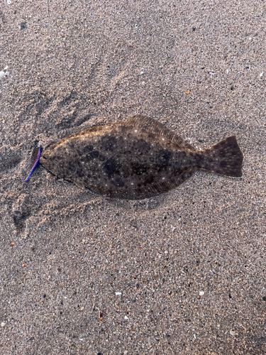 ヒラメの釣果