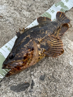 タケノコメバルの釣果