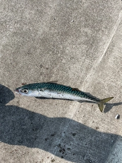 サバの釣果