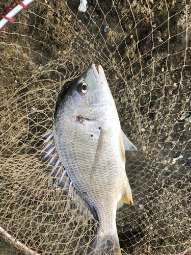 キビレの釣果