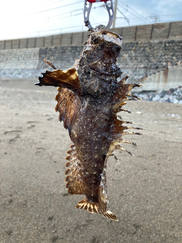 オニオコゼの釣果