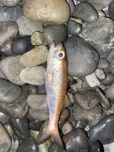 クロムツの釣果