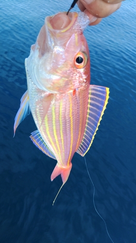 イトヨリダイの釣果