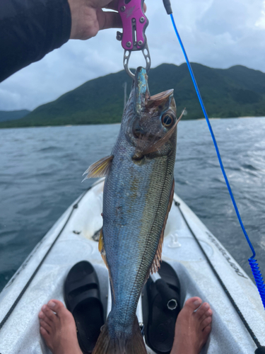 イシフエダイの釣果