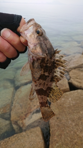 タケノコメバルの釣果