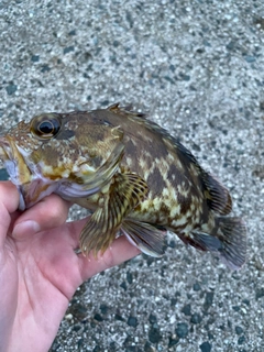 カサゴの釣果