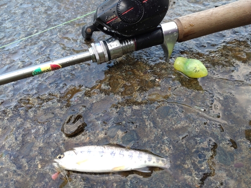 ヤマメの釣果