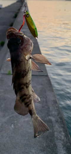 メバルの釣果