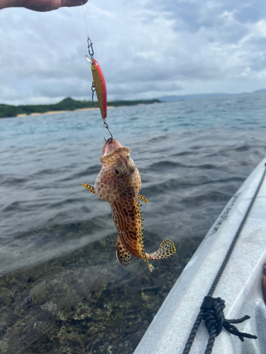 イシミーバイの釣果