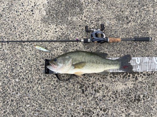 ブラックバスの釣果