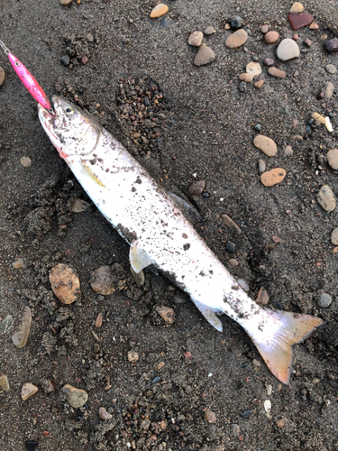 アメマスの釣果