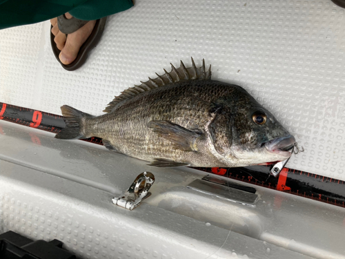 クロダイの釣果