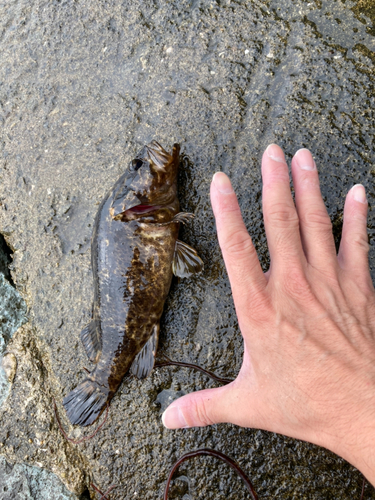 ガシラの釣果