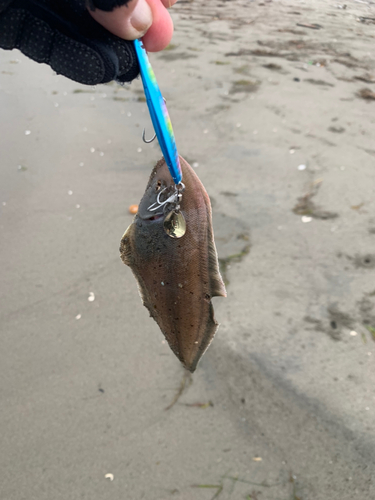 シタビラメの釣果