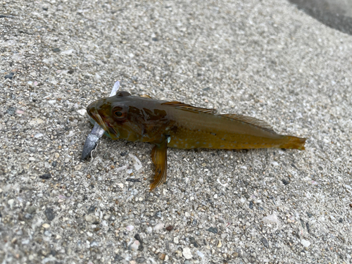 アナハゼの釣果