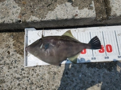 ウマヅラハギの釣果