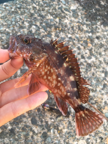 カサゴの釣果