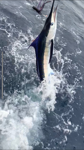 マカジキの釣果