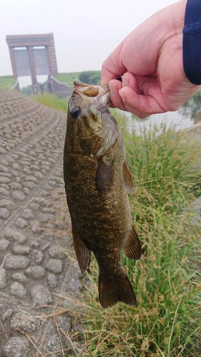 スモールマウスバス