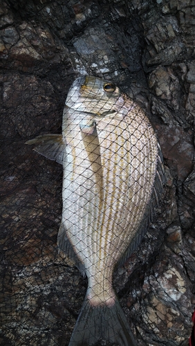 ヘダイの釣果