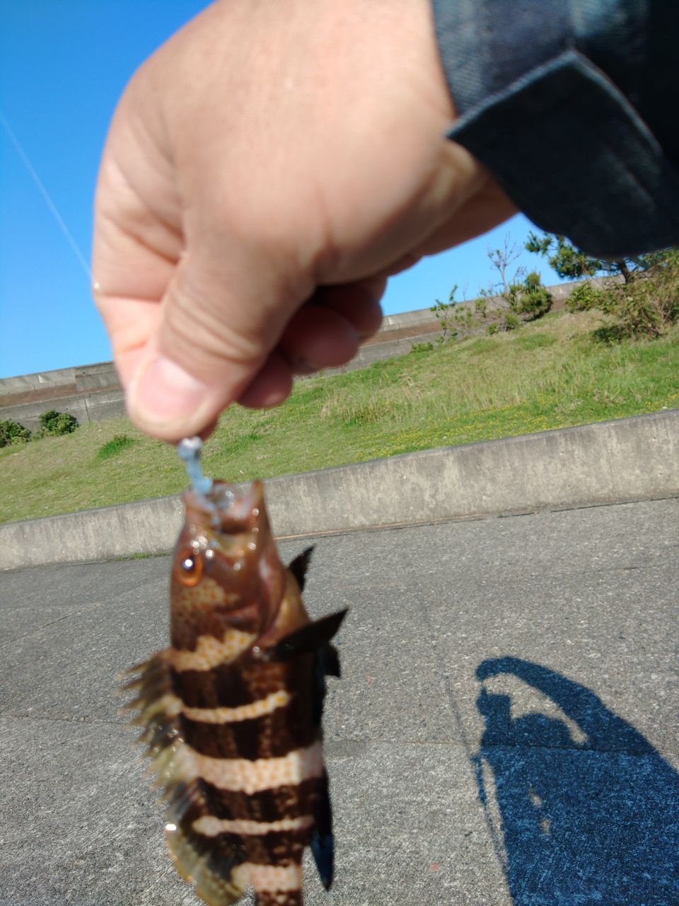 アオハタ