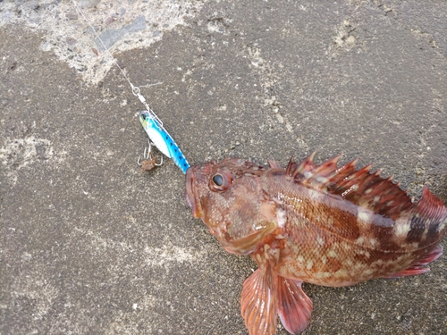 ガシラの釣果