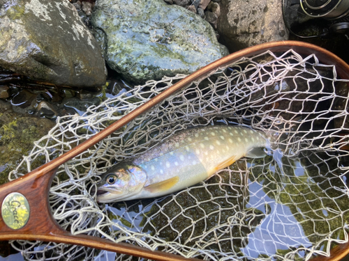 イワナの釣果