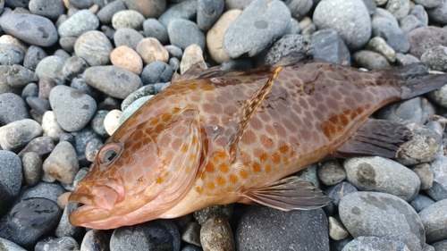 オオモンハタの釣果