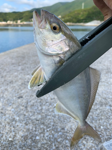 ショゴの釣果