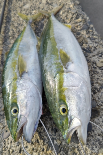 イナダの釣果