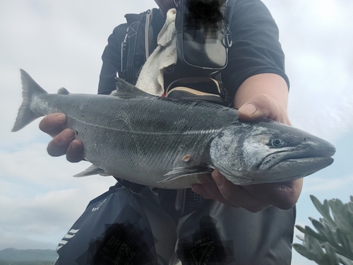 サクラマスの釣果