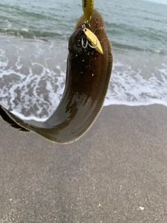 シタビラメの釣果