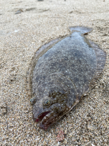 ソゲの釣果