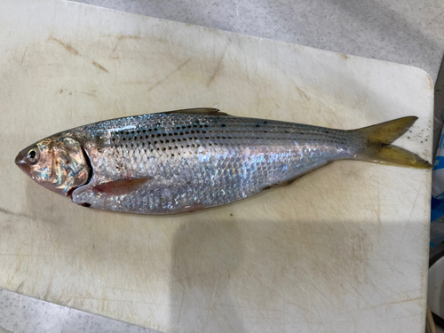 コノシロの釣果