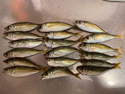 アジの釣果