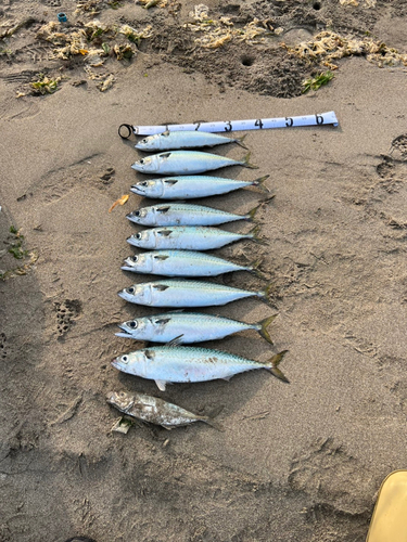 サバの釣果