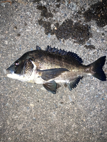 クロダイの釣果